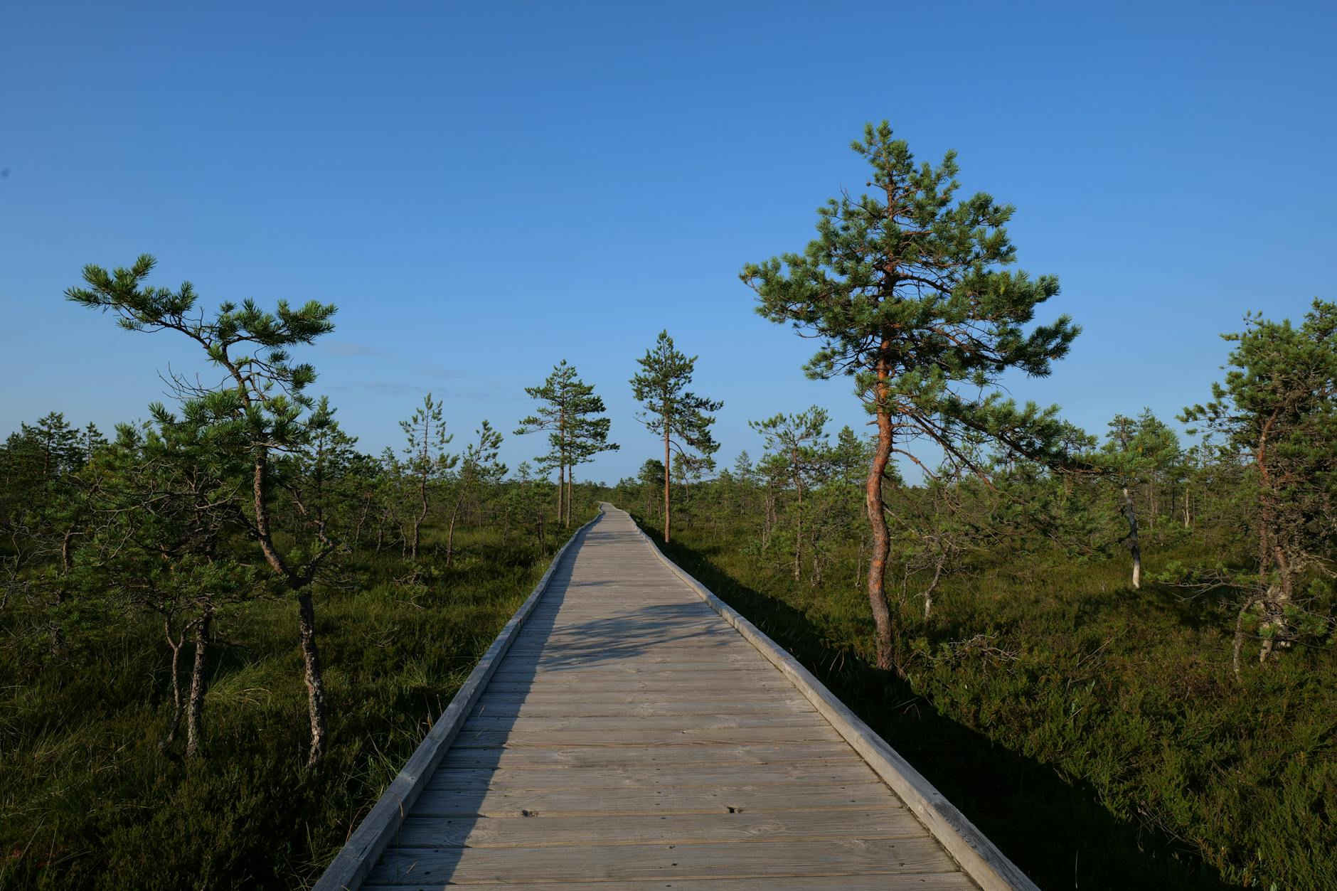 Kostenloses Stock Foto zu beratung, blauer himmel, holz-weg